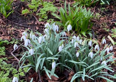 Snowdrops Feb 2025